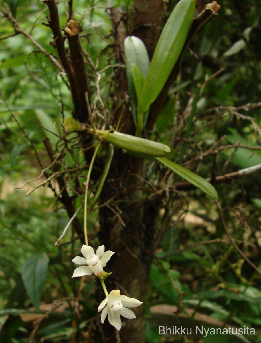 Thrixspermum pulchellum (Thwaites) Schltr.